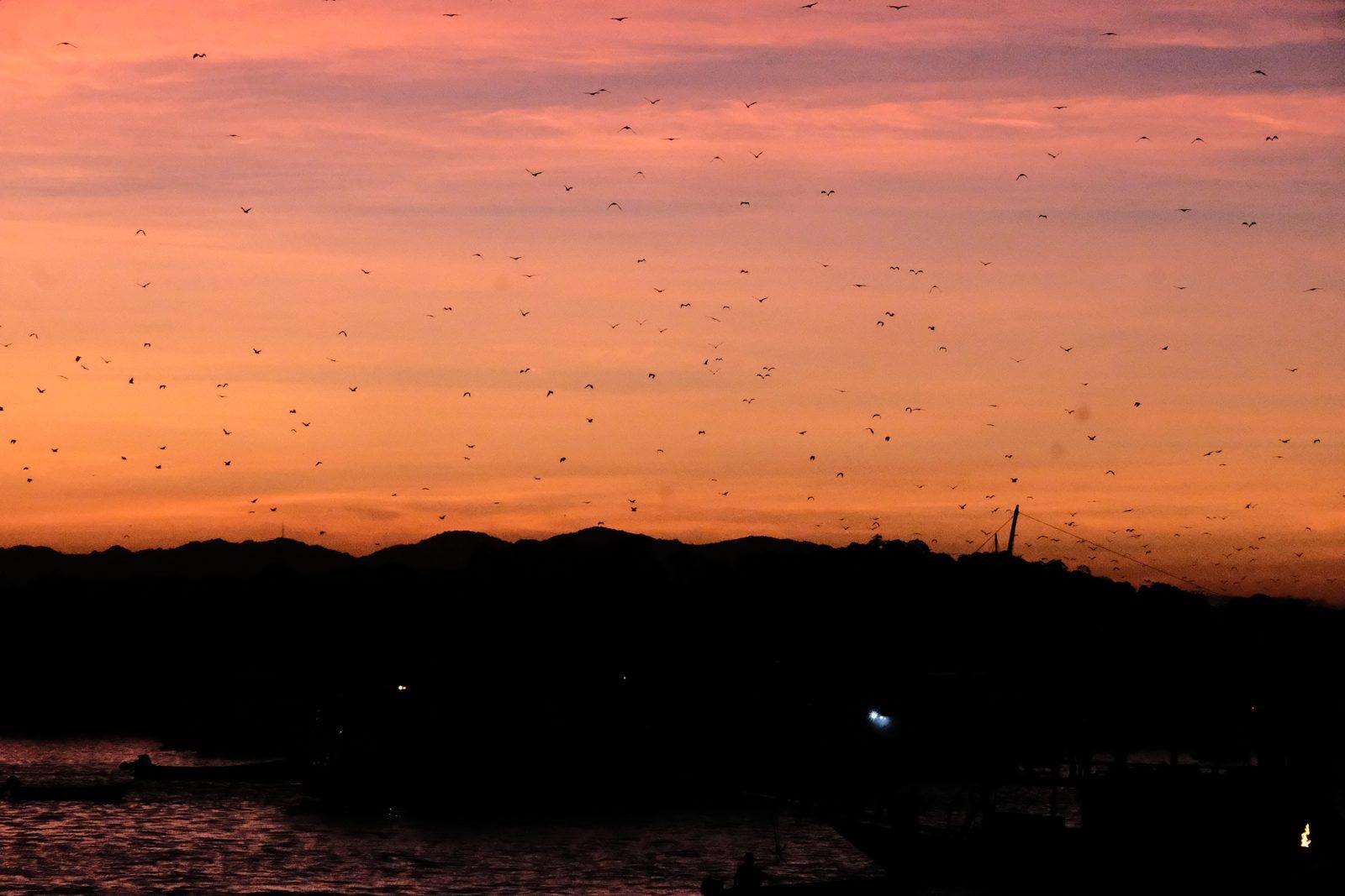 King Cirox 2 Phinisi – Kalong Island at dusk: flying foxes over the mangroves, watched from King Cirox 2's deck