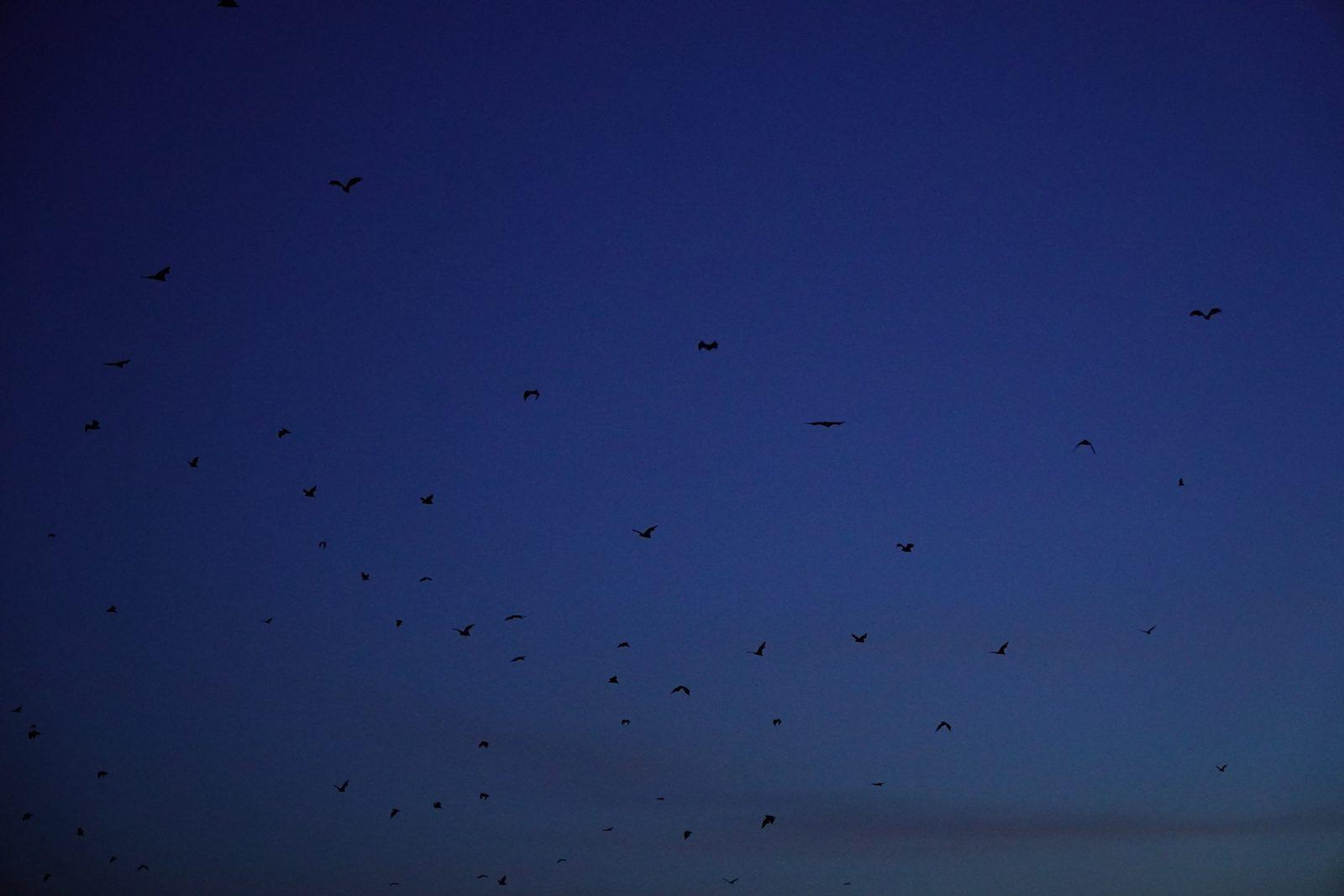 Kalong – many bats flying at dusk (Real photo from a Komodo Explorer trip)