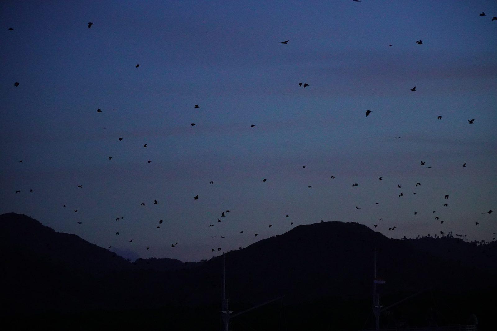 Kalong – bats flying over dark hills at dusk (Real photo from a Komodo Explorer trip)