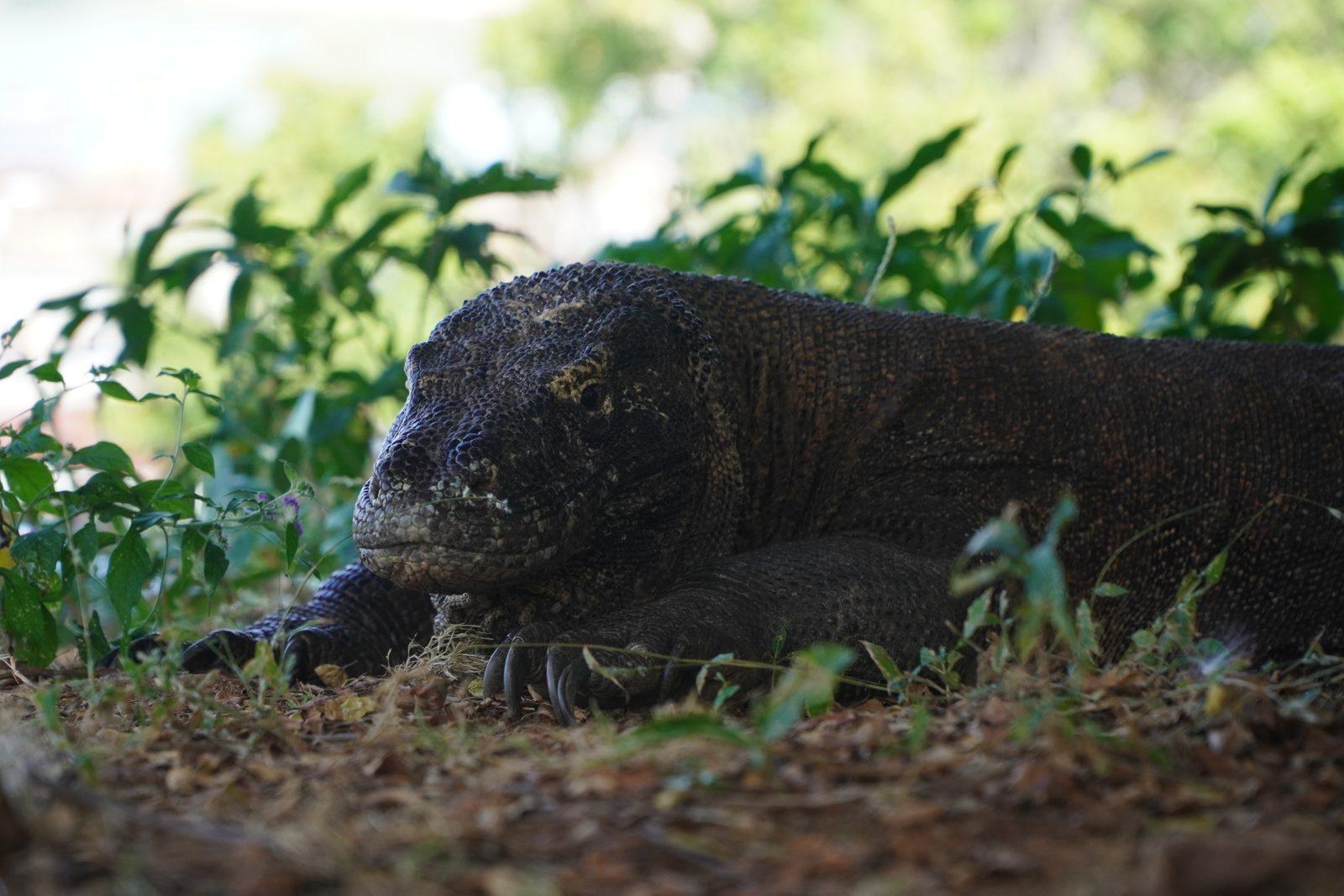 King Cirox 2 Phinisi – Komodo Island dragon walk: rangers, trails and the Rinca swap on King Cirox 2