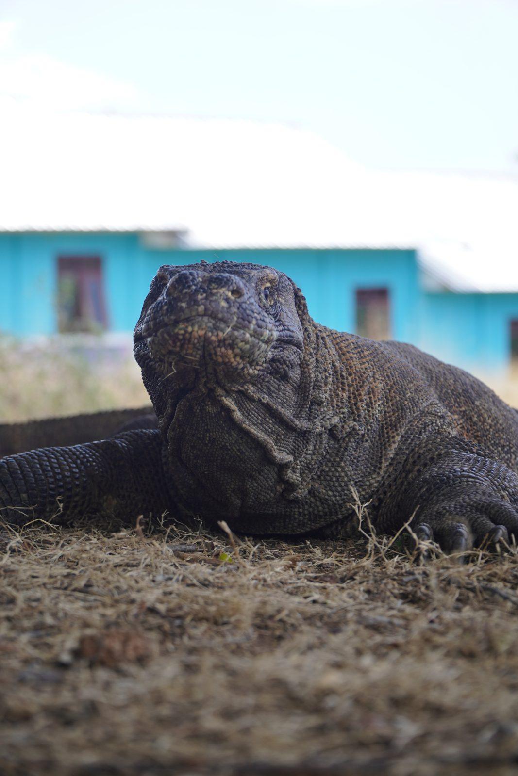 Komodo – dragon in front of blue house (Real photo from a Komodo Explorer trip)
