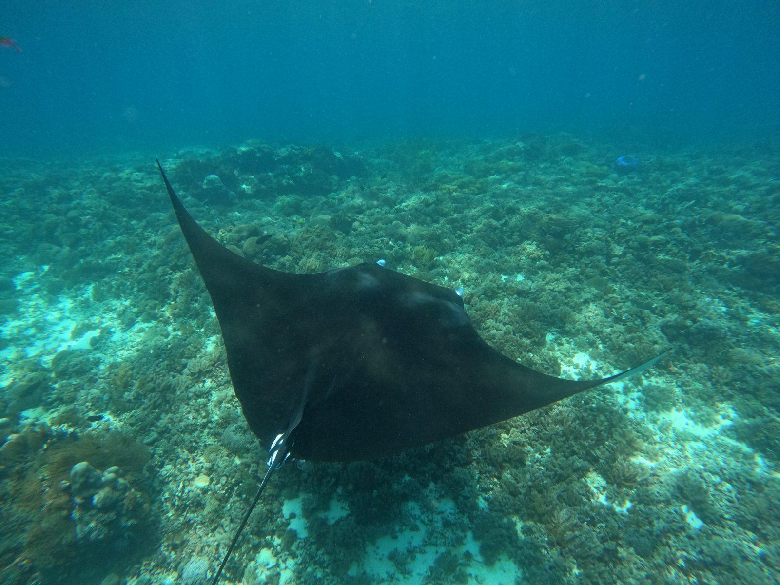 King Cirox 2 Phinisi – Manta Point, Komodo: a drift snorkel in current from King Cirox 2, mantas likely, never promised