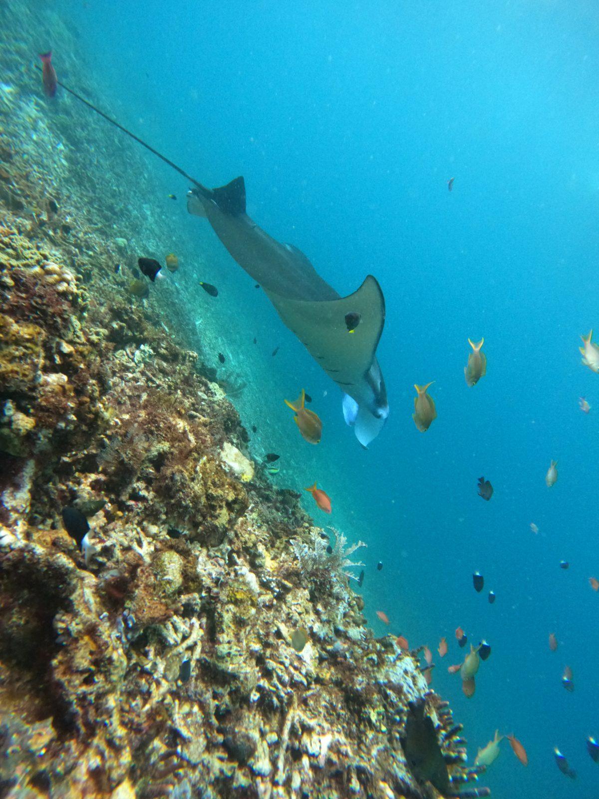 Manta Point – manta ray over reef with fish (Real photo from a Komodo Explorer trip)