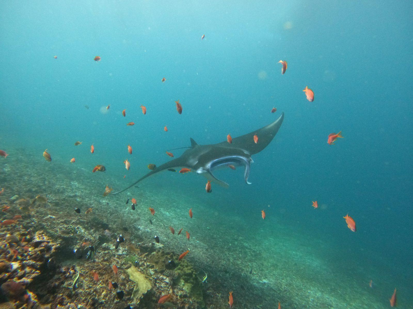 Manta Point – manta ray with fish over reef (Real photo from a Komodo Explorer trip)