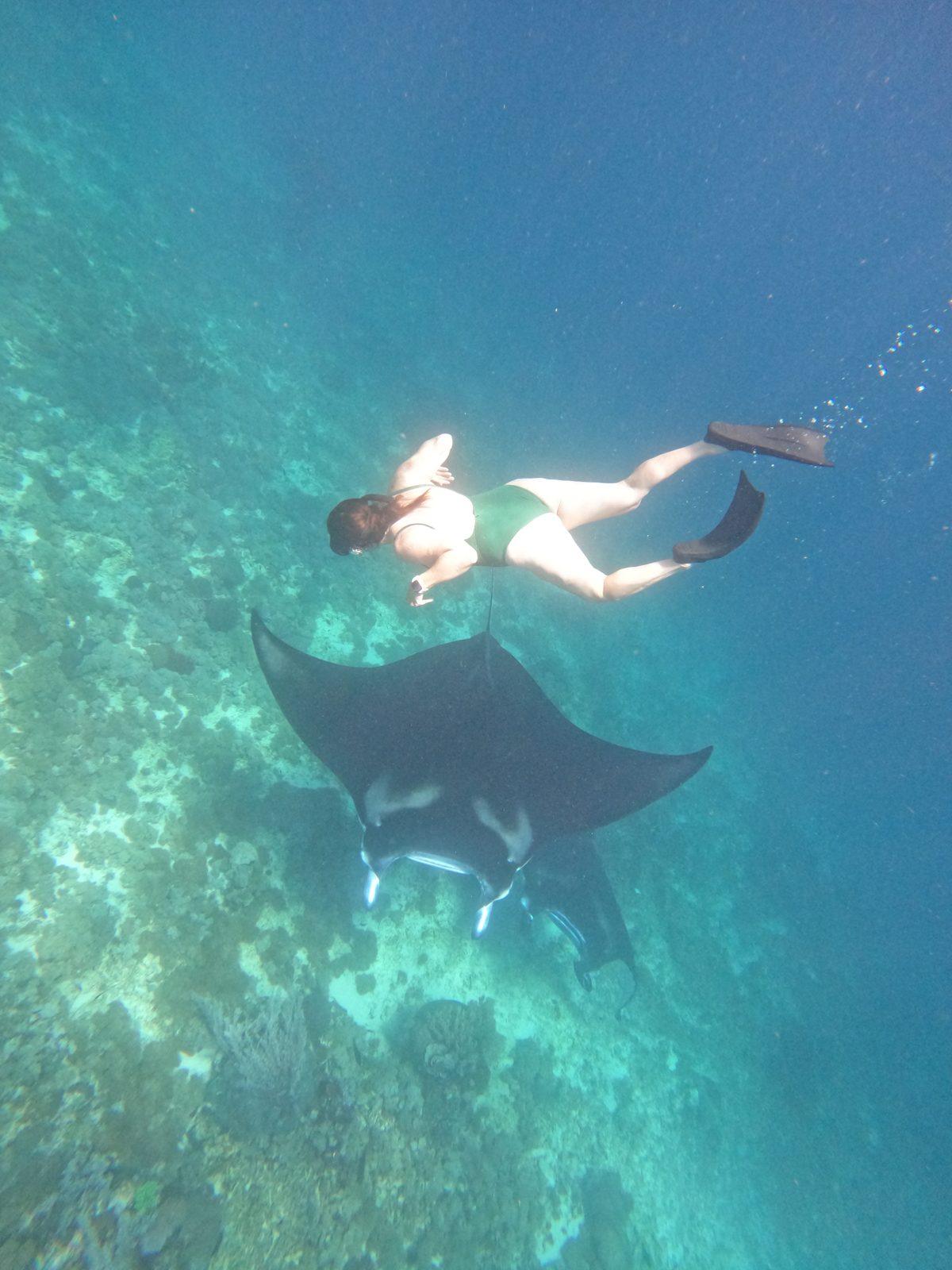 Manta Point – Snorkeller swimming beside manta ray (Real photo from a Komodo Explorer trip)