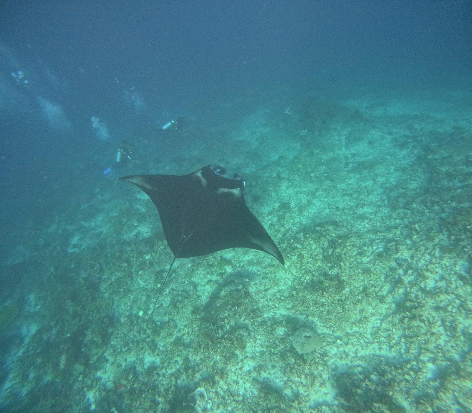 Manta Point – manta ray gliding over reef floor (Real photo from a Komodo Explorer trip)