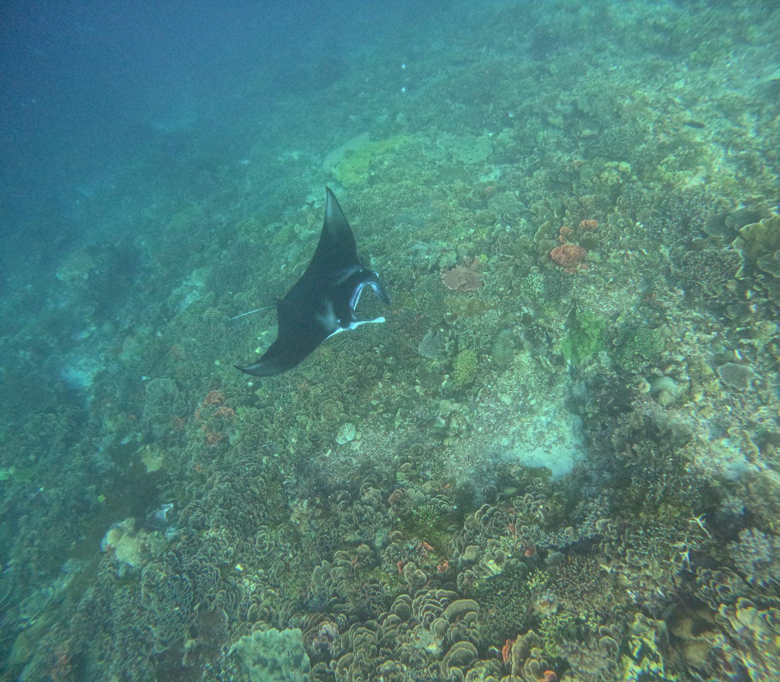 Manta Point – manta ray over dark reef (Real photo from a Komodo Explorer trip)