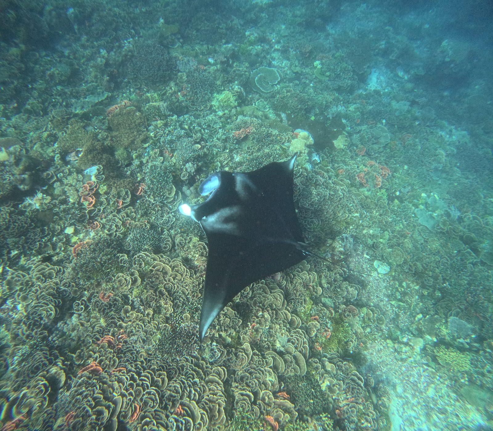 Manta Point – manta ray over coral reef (Real photo from a Komodo Explorer trip)